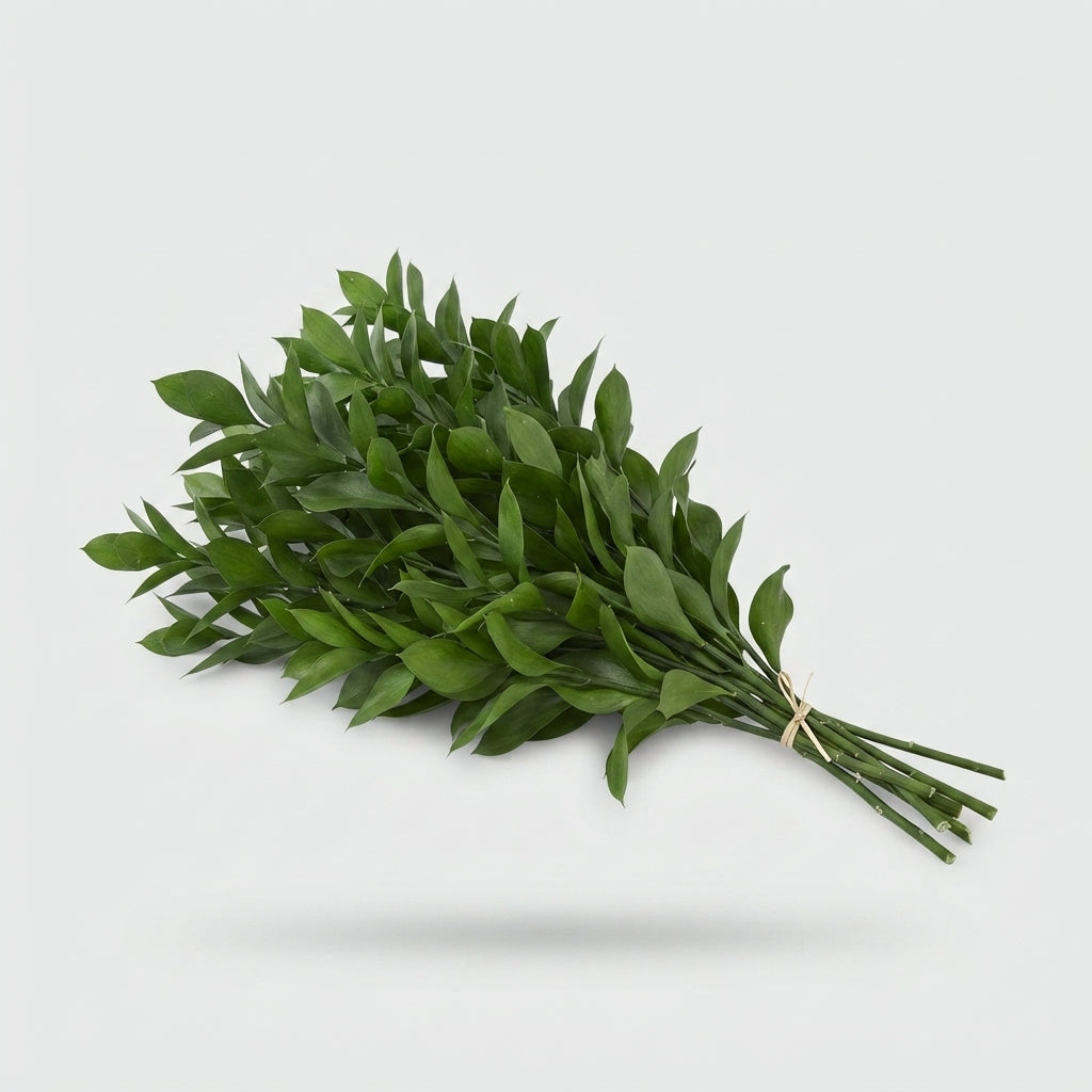 Ruscus Soft
