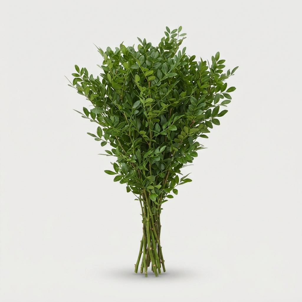Pistacia Foliage