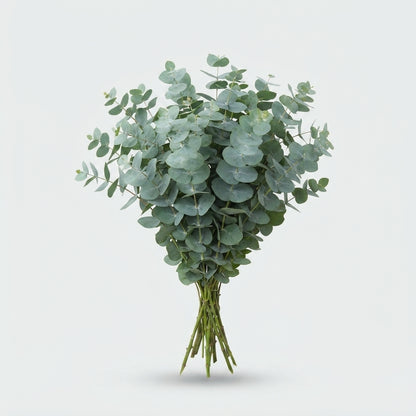 Eucalyptus - Eucalyptus - Baby Blue