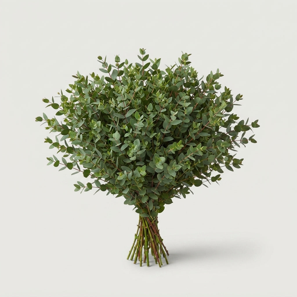 Eucalyptus - Eucalyptus - Parvula per bos