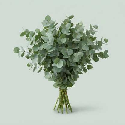 Eucalyptus - Eucalyptus cinerea - Per Bos Cinerea