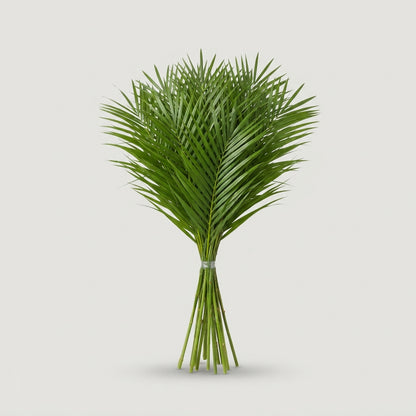 Phoenix - Foliage