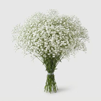 Gypsophila - Gypsophila paniculata - Dangypmini