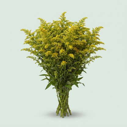 Solidago ‘Glory’ Yellow Flower Stems – 70cm