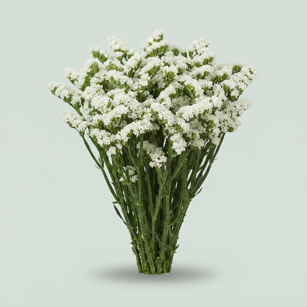 Limonium Statice Starlight Wings