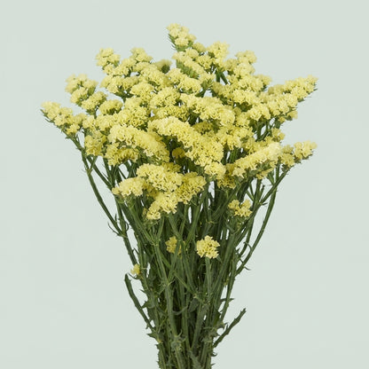 Yellow Statice ‘Zastayello’ Cut Flowers – 80cm