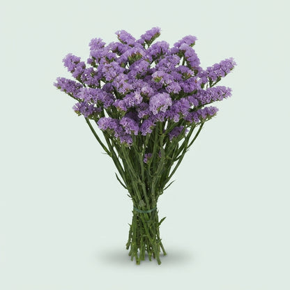 Purple Statice ‘Donau Birds’ Cut Flowers – 80cm Stems