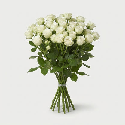 Spray Rose - Rosa - Snowflake