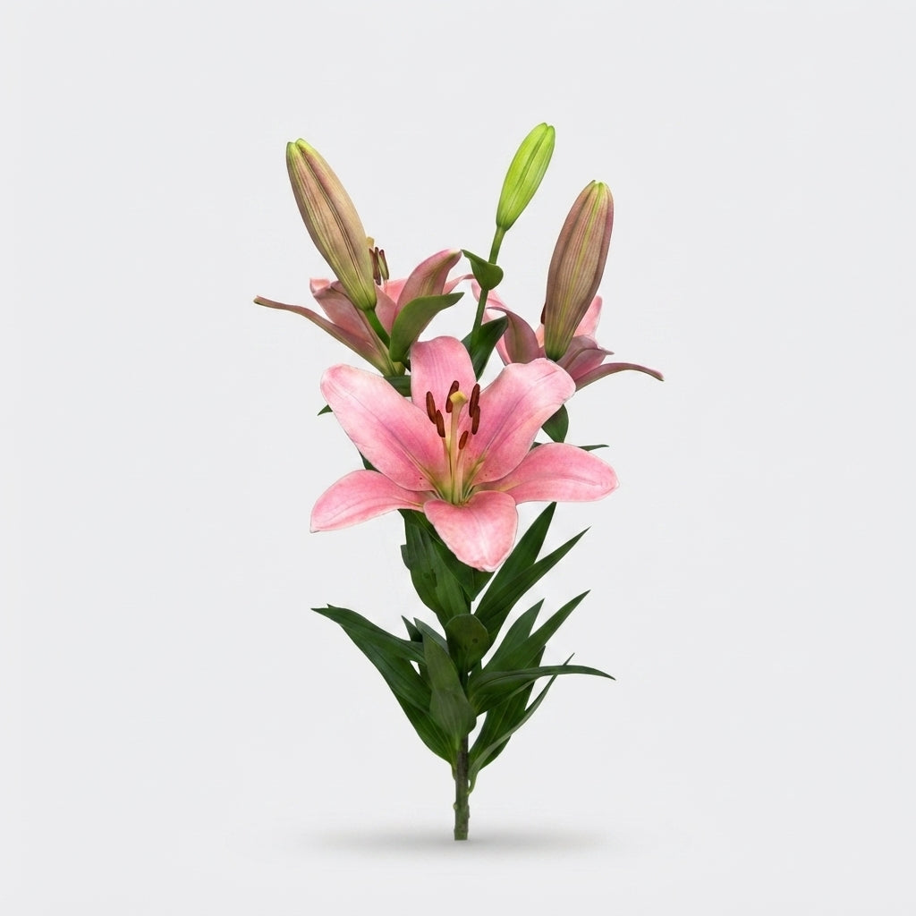 FeedSync:wholesale:78bf11f4d2167fc64eddf69b3cf39c1108639922
