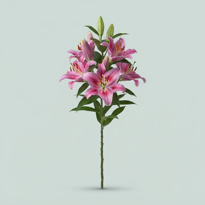 Lily Dalian