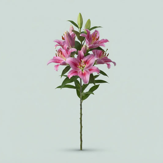 Lily Dalian
