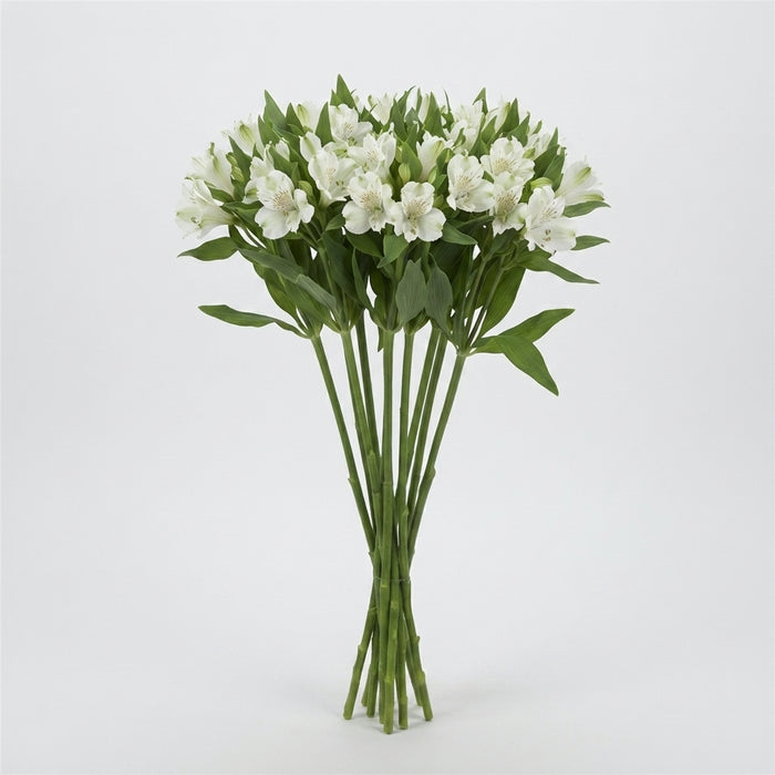 FeedSync:wholesale:672dc26475cd266401a76eb5349354d95ab64258