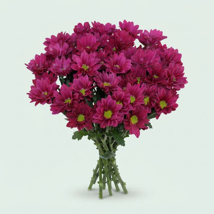 Spray Chrysanthemum - Chrysanthemum - Purple Star