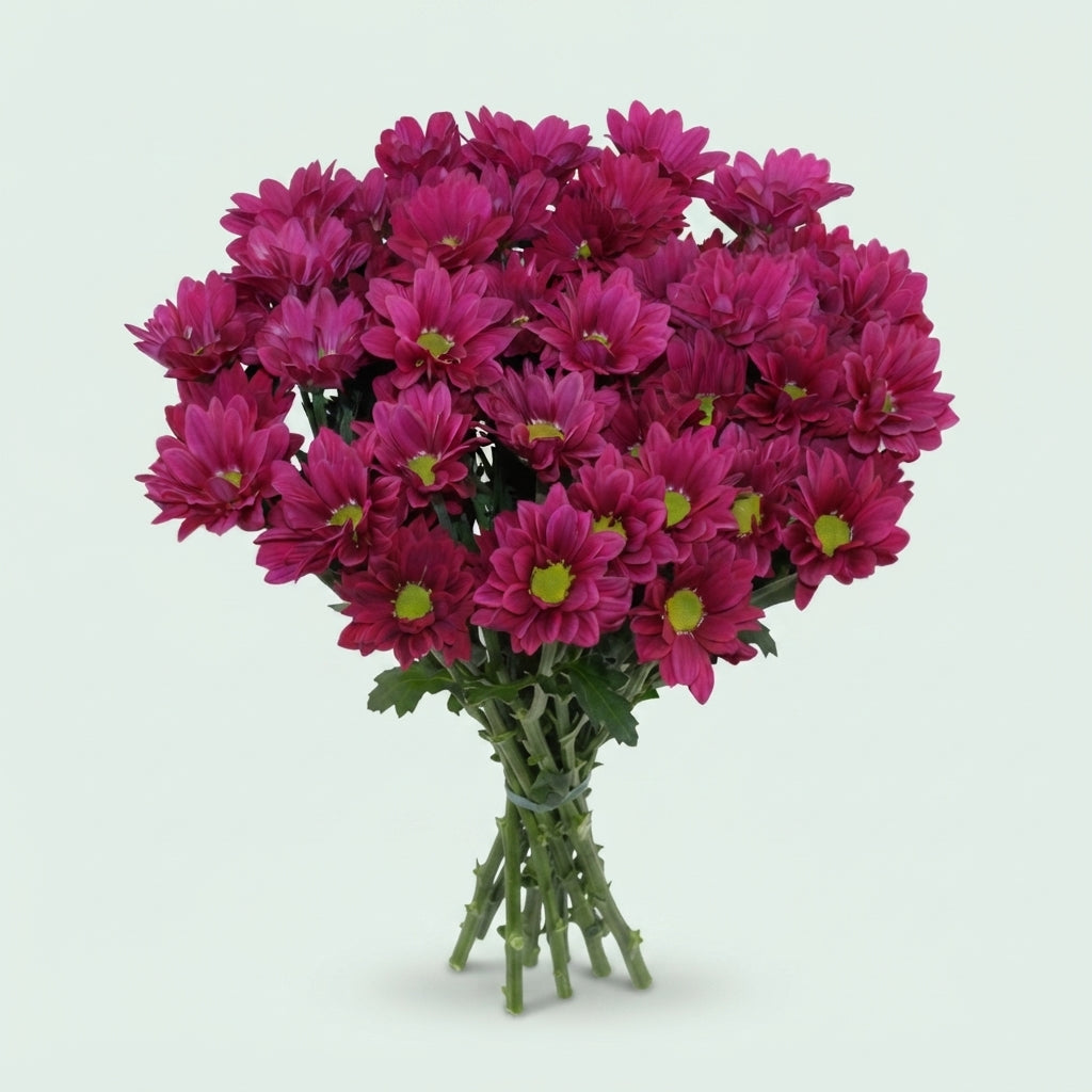 FeedSync:wholesale:47797f24eb4bad6ce171494976113a86b6ea6d17