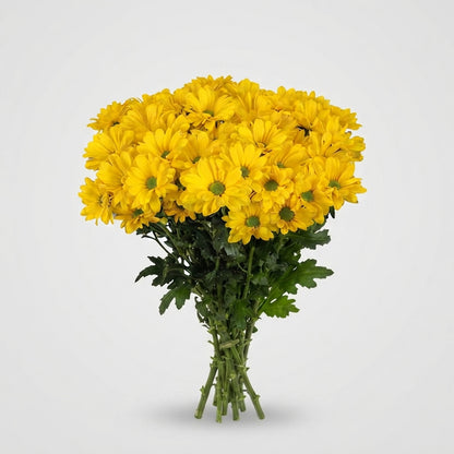 Spray Chrysanthemum - Chrysanthemum - Celebrate