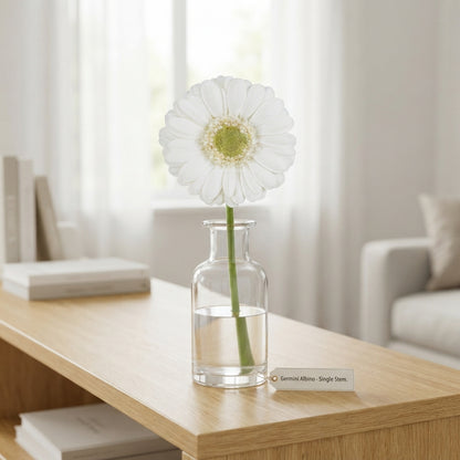 White Germini ‘Albino’ Cut Flowers – 45cm Stems