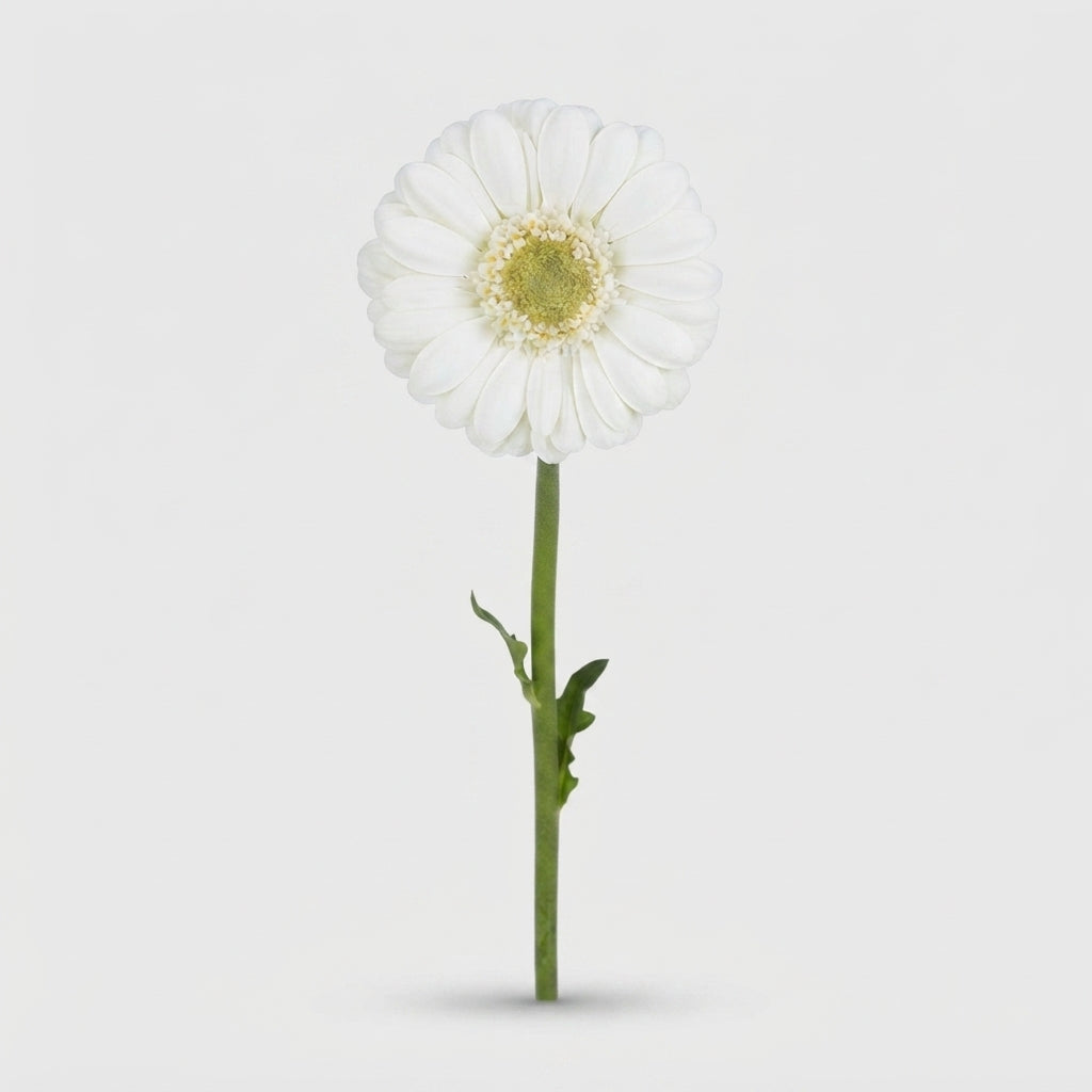 White Germini ‘Albino’ Cut Flowers – 45cm Stems