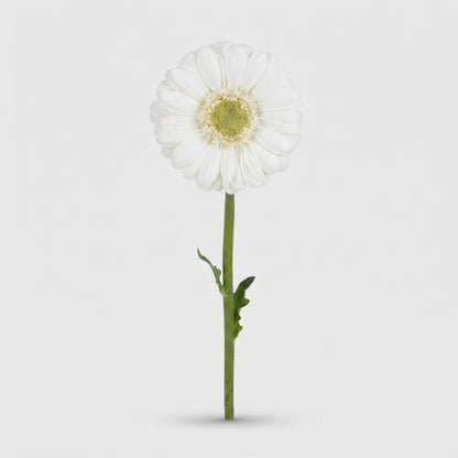 White Germini ‘Albino’ Cut Flowers – 45cm Stems