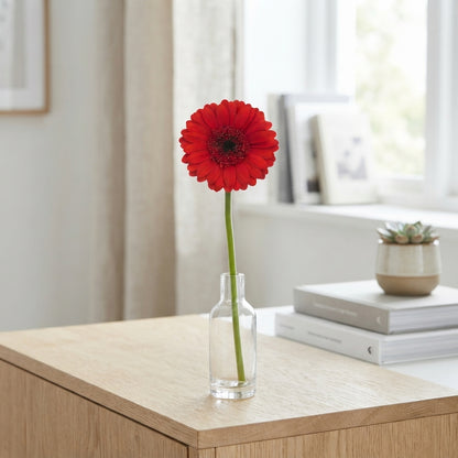 Red Germini Suri Cut Flowers – 45cm Stems