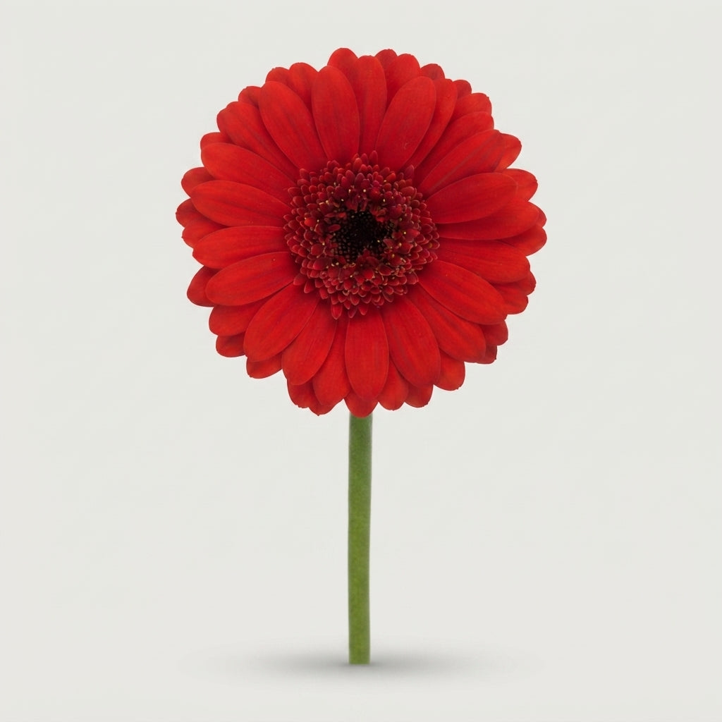 Red Germini Suri Cut Flowers – 45cm Stems