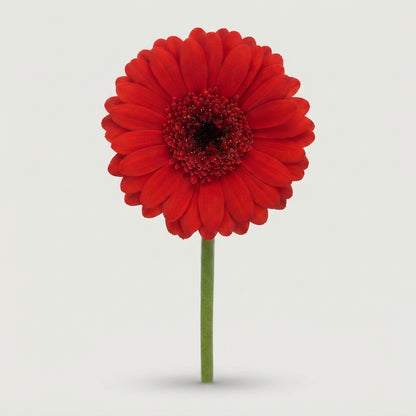 Red Germini Suri Cut Flowers – 45cm Stems