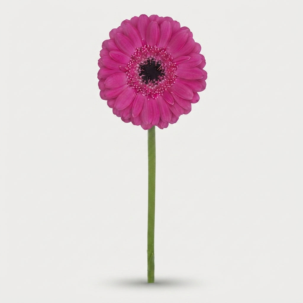 Pink Germini ‘Anna’ – 45cm Cut Flowers