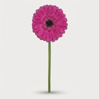 Pink Germini ‘Anna’ – 45cm Cut Flowers