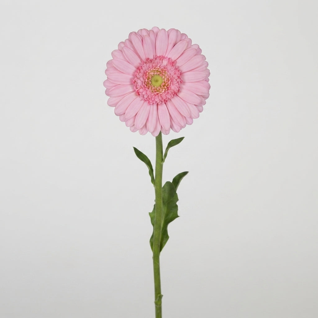 Pink Germini Kimsey Cut Flowers – 45cm Stems