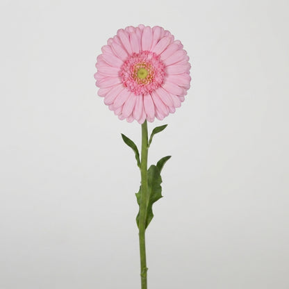 Pink Germini Kimsey Cut Flowers – 45cm Stems