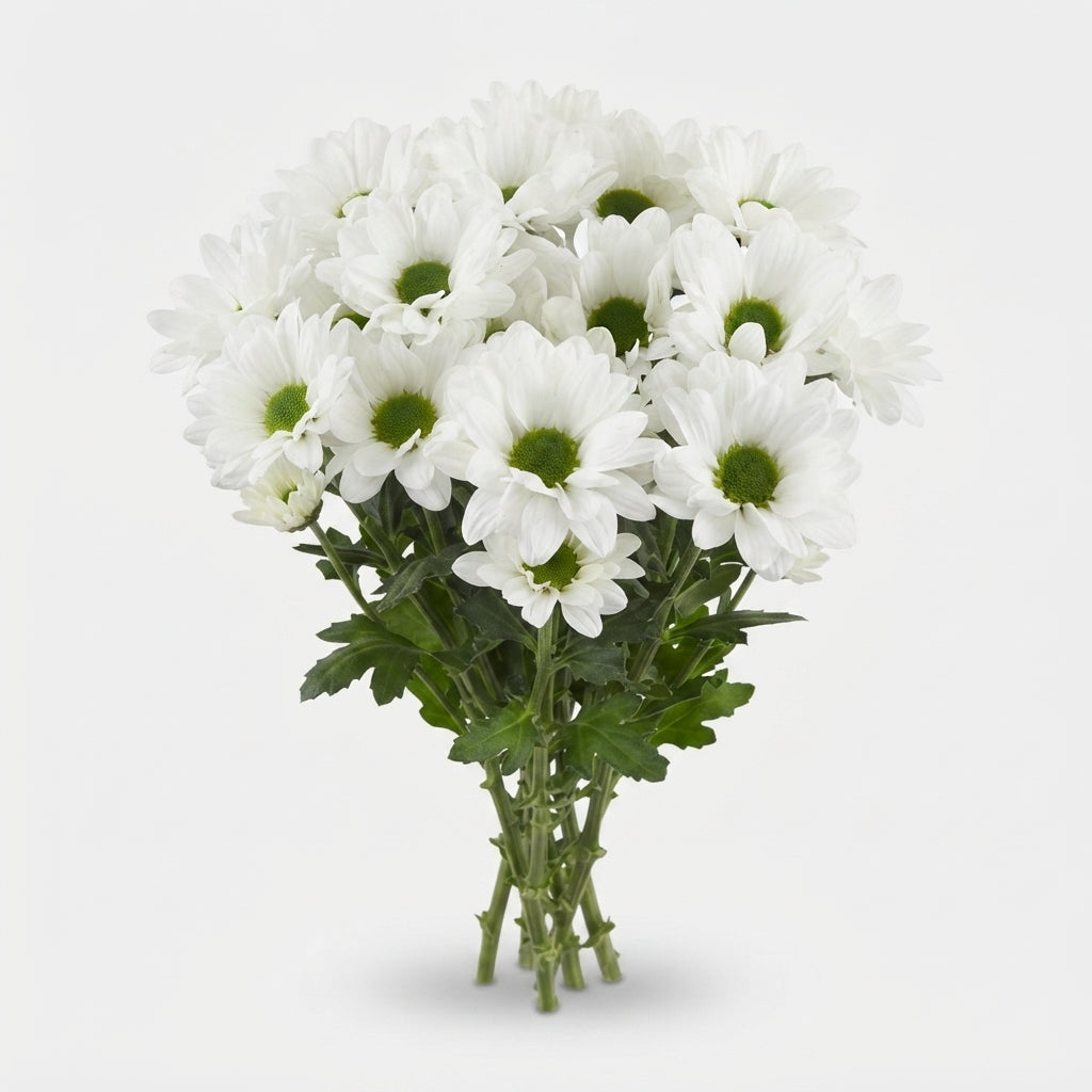 Spray Chrysanthemum - Chrysanthemum - Chic