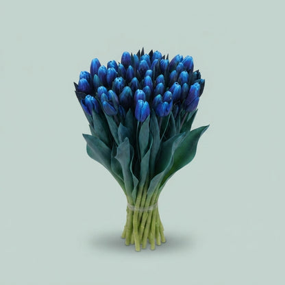 Tulip - Tulipa