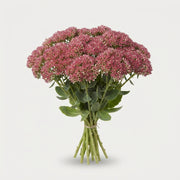 Sedum - Sedum - Sedum