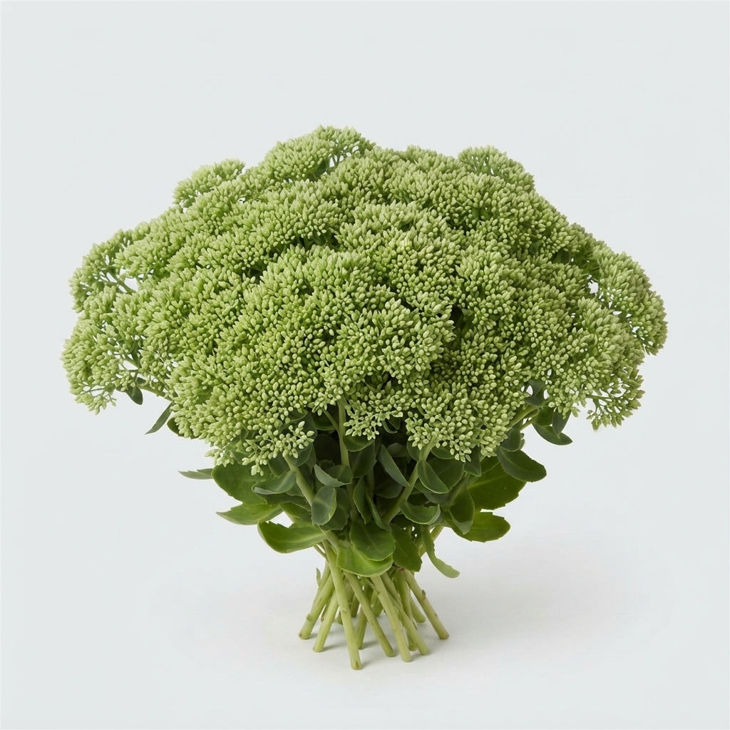 Sedum - Sedum - spectabile