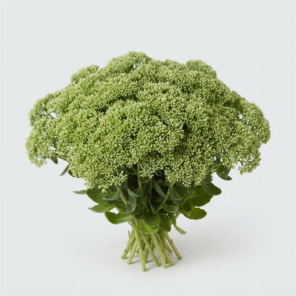 Sedum - Sedum - spectabile