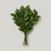Salal - Gaultheria - Shallon