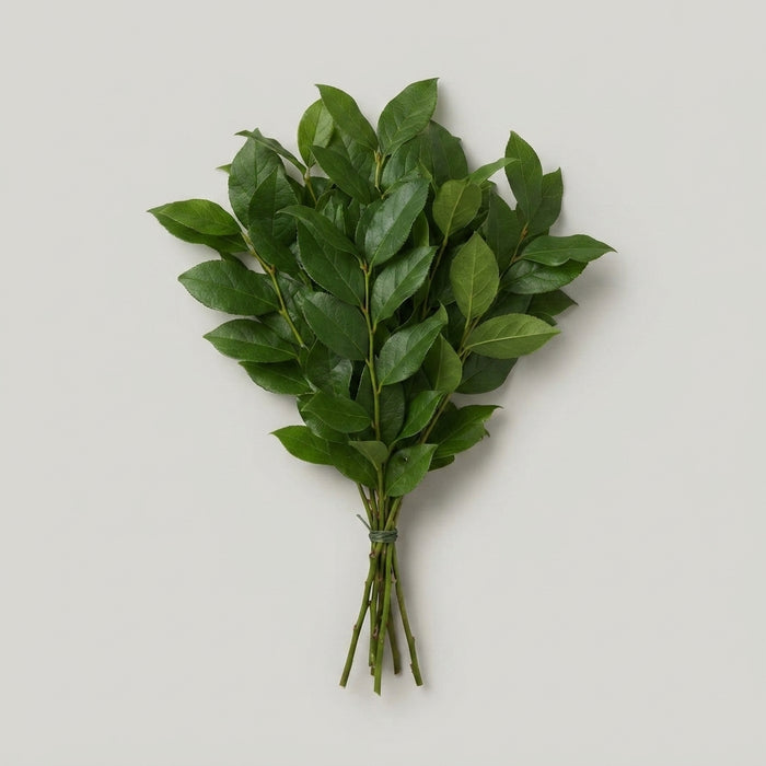Salal - Gaultheria - Shallon