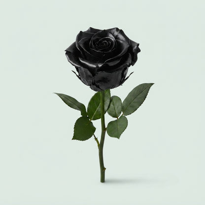 Rose - Rosa - Large Flowered
