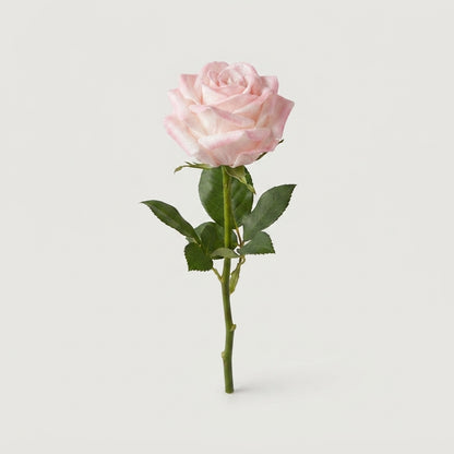 Rose - Rosa - Large Flowered