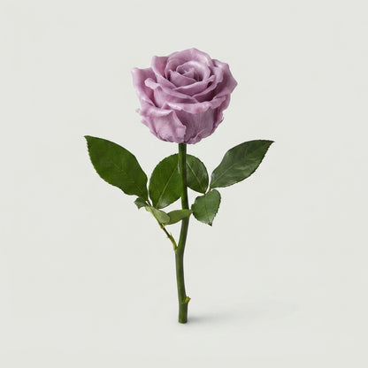 Rose - Rosa - Large Flowered