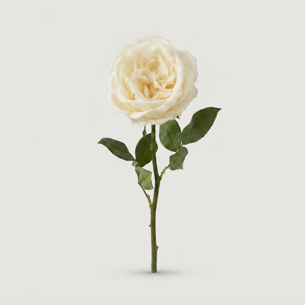 Rose - Rosa - Large Flowered