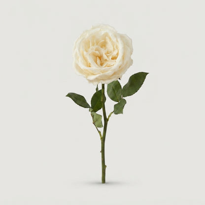 Rose - Rosa - Large Flowered