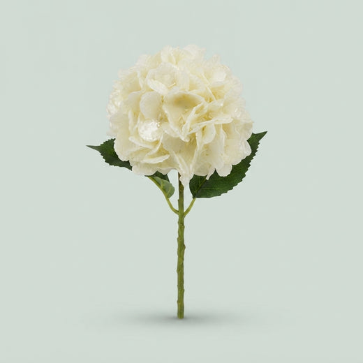 Hydrangea - Hydrangea - Hydrangea