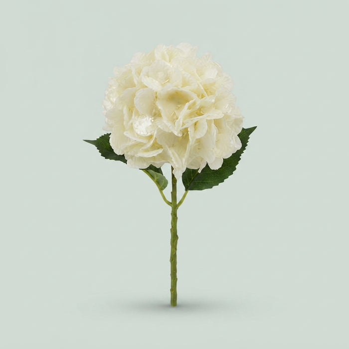 Hydrangea - Hydrangea - Hydrangea