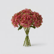 Hydrangea - Hydrangea - Hydrangea