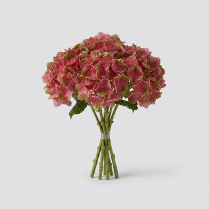 Hydrangea - Hydrangea - Hydrangea