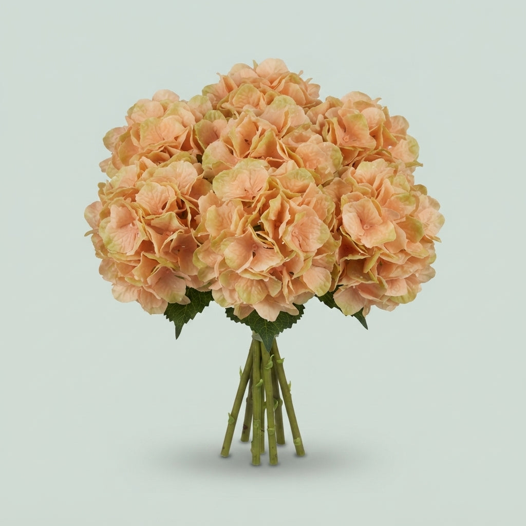Hydrangea - Hydrangea - Hydrangea