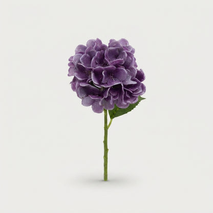 Hydrangea Cut Flowers