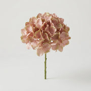 Hydrangea - Hydrangea - Hydrangea