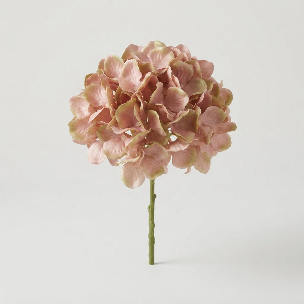 Hydrangea - Hydrangea - Hydrangea