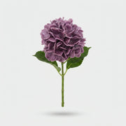 Hydrangea - Hydrangea